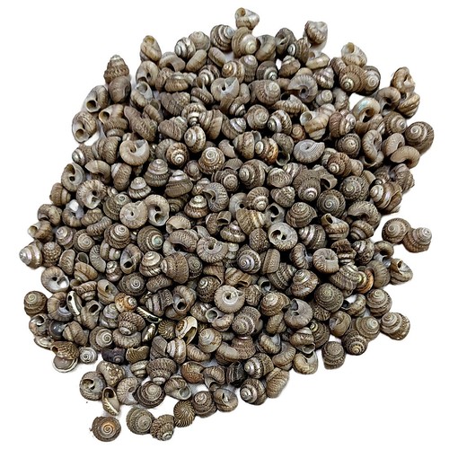 Malabar turbo conchiglie - malabar,